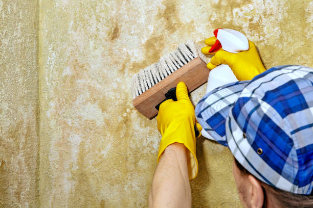 Mold Odor Removal Services in Los Ranchos, CA